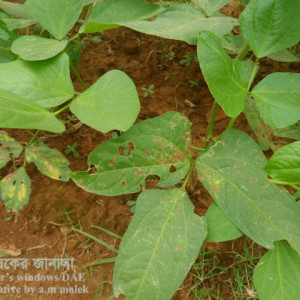 ফেলনের পাতা সুড়ঙ্গকারী পোকা