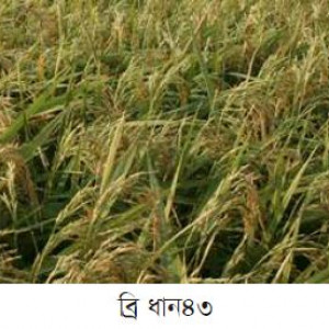 ব্রি ধান৪৩