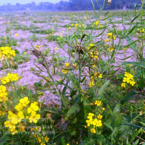 সরিষার জাবপোকা বা এফিড