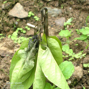 মরিচের কান্ড পঁচা রোগ